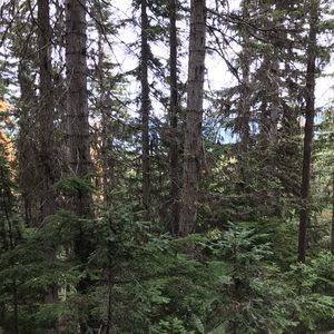 Meet your Posher, Zadie